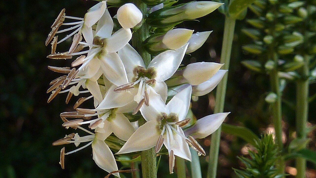 Coutoubea spicata: Coutoubea spicata Aubl.