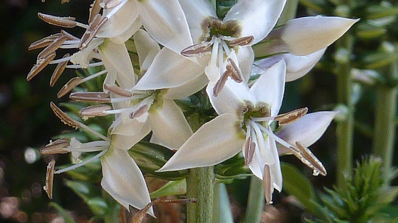 Coutoubea spicata: Coutoubea spicata Aubl.
