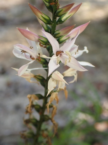Coutoubea spicata (Coutoubea spicata)