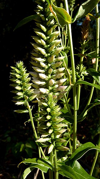 Coutoubea spicata: Coutoubea spicata Aubl.