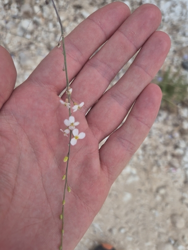 Crambe filiformis (Crambe filiformis)