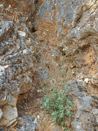 Crambe filiformis (Crambe filiformis)