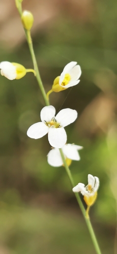 Crambe filiformis (Crambe filiformis)