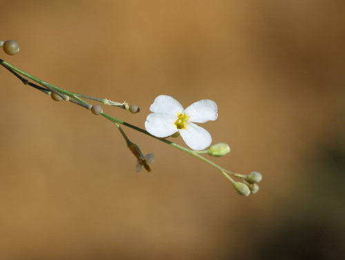 Crambe filiformis (Crambe filiformis)