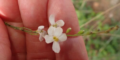 Crambe filiformis (Crambe filiformis)