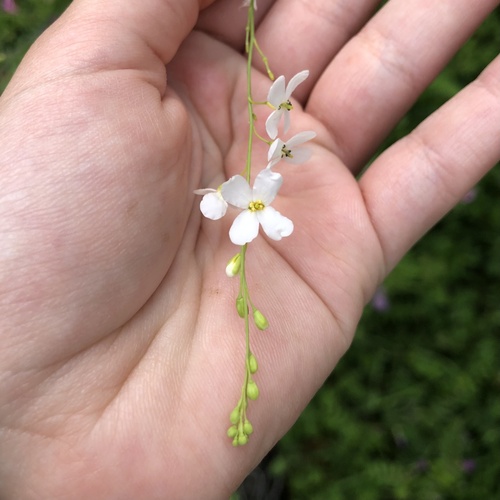 Crambe filiformis (Crambe filiformis)