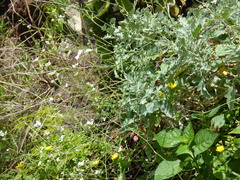 Crambe fruticosa (Crambe fruticosa)