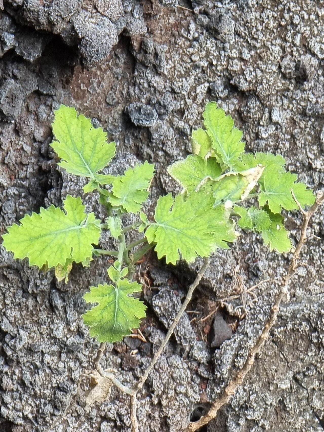 Crambe fruticosa: Crambe fruticosa pinnatifida in Portugal