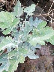 Crambe fruticosa (Crambe fruticosa)