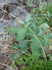 Crambe fruticosa (Crambe fruticosa)