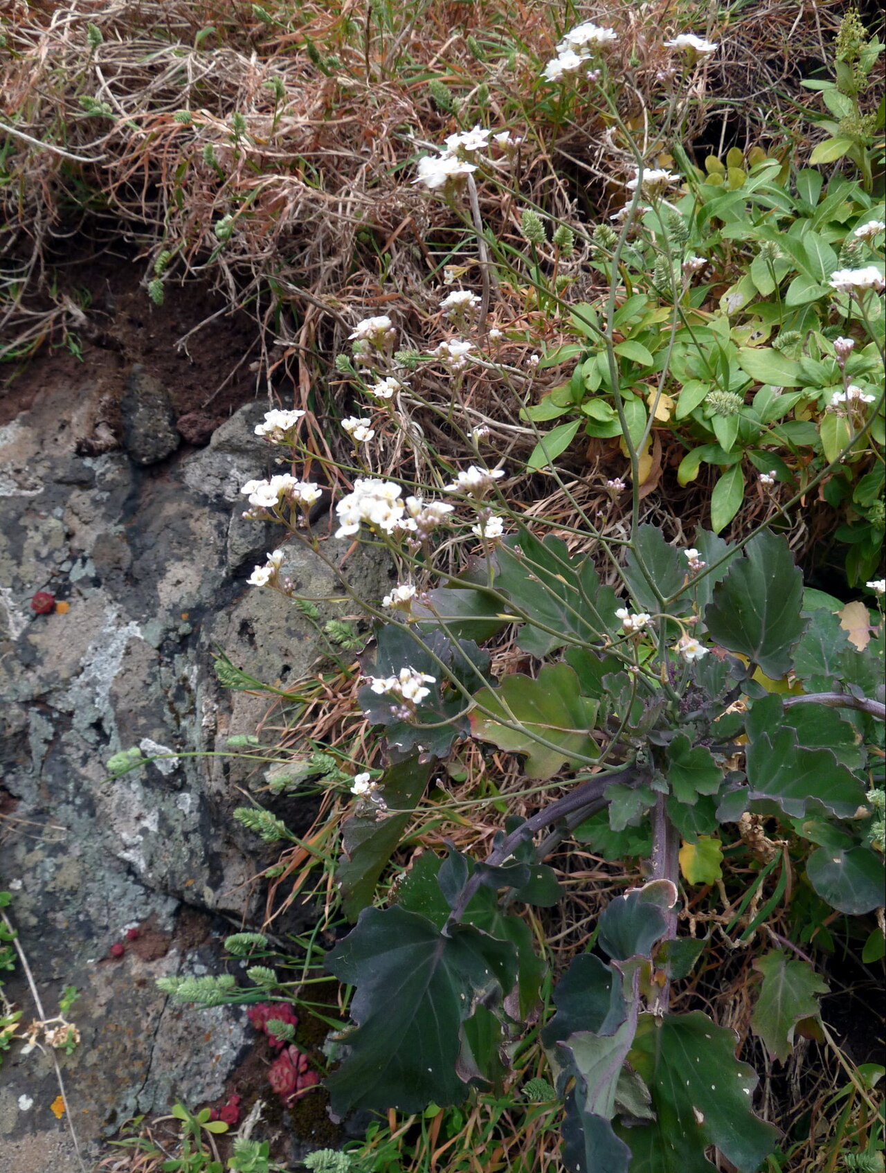 Crambe fruticosa: Crambe fruticosa , Ile de Madère