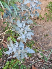 Crambe fruticosa (Crambe fruticosa)