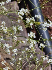 Crambe fruticosa (Crambe fruticosa)