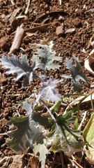 Crambe fruticosa (Crambe fruticosa)