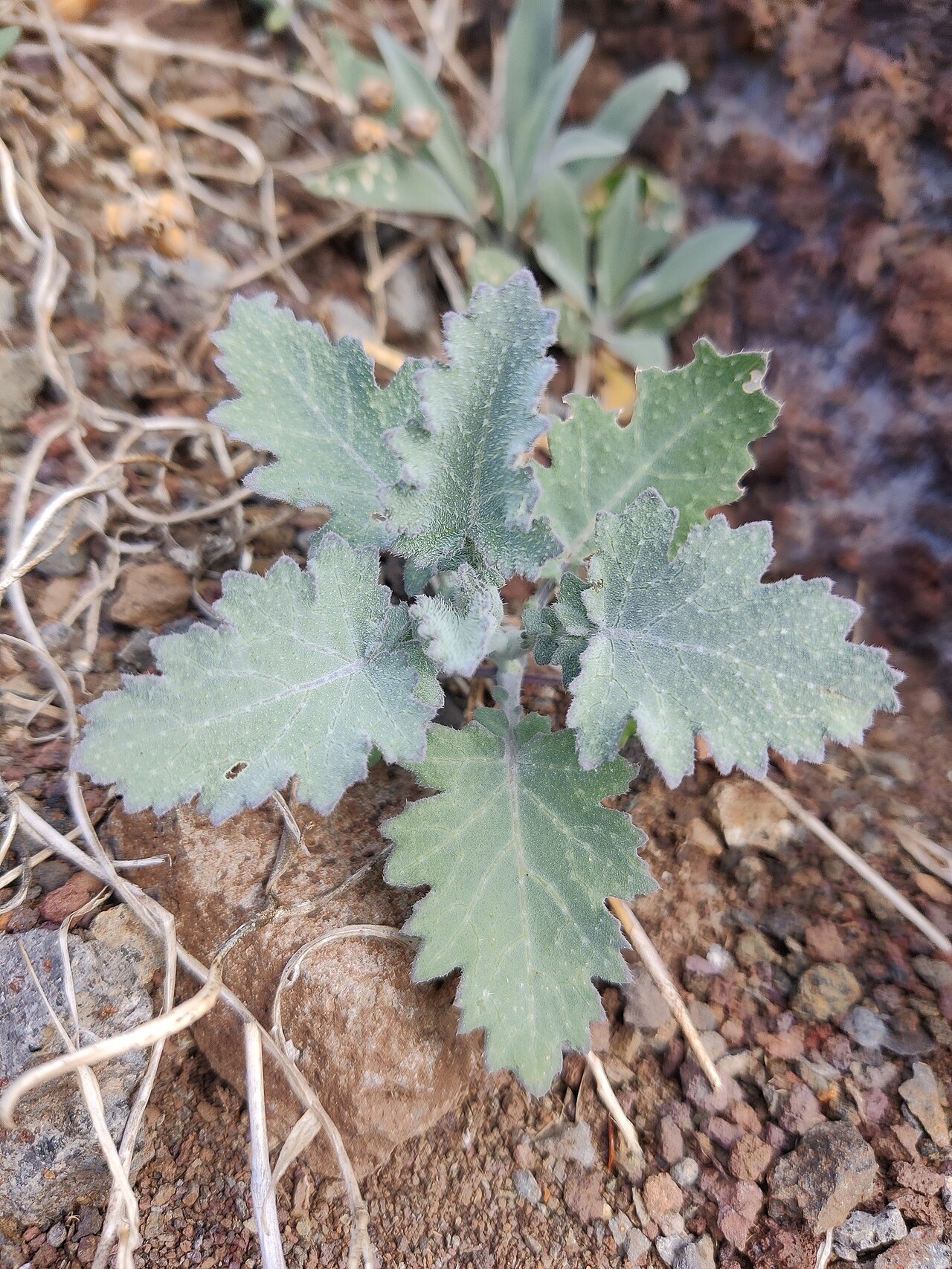 Crambe fruticosa: Crambe fruticosa in Portugal