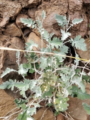 Crambe fruticosa (Crambe fruticosa)