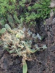 Crambe fruticosa (Crambe fruticosa)