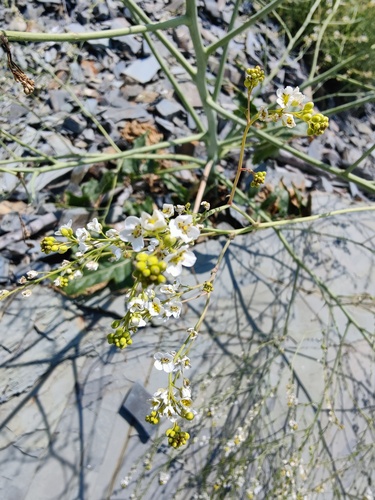 Crambe koktebelica (Crambe koktebelica)