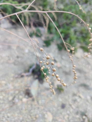 Crambe koktebelica (Crambe koktebelica)