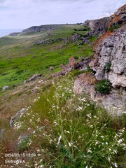 Crambe koktebelica (Crambe koktebelica)