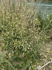 Crambe koktebelica (Crambe koktebelica)