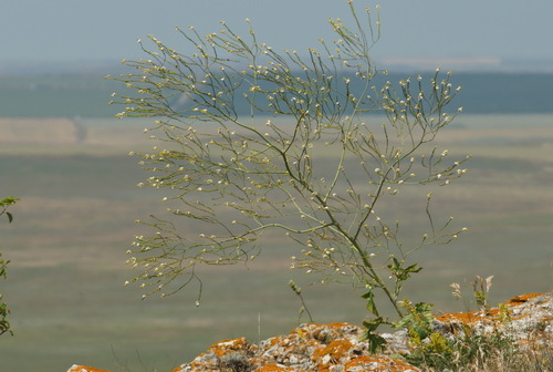 Crambe koktebelica (Crambe koktebelica)