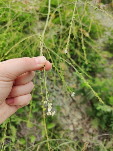 Crambe koktebelica (Crambe koktebelica)