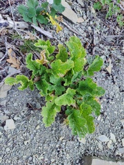 Crambe koktebelica (Crambe koktebelica)
