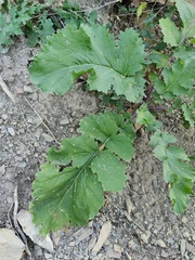 Crambe koktebelica (Crambe koktebelica)