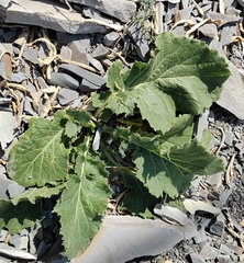 Crambe koktebelica (Crambe koktebelica)