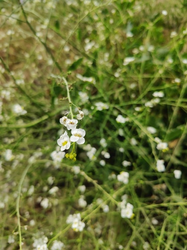 Crambe koktebelica (Crambe koktebelica)