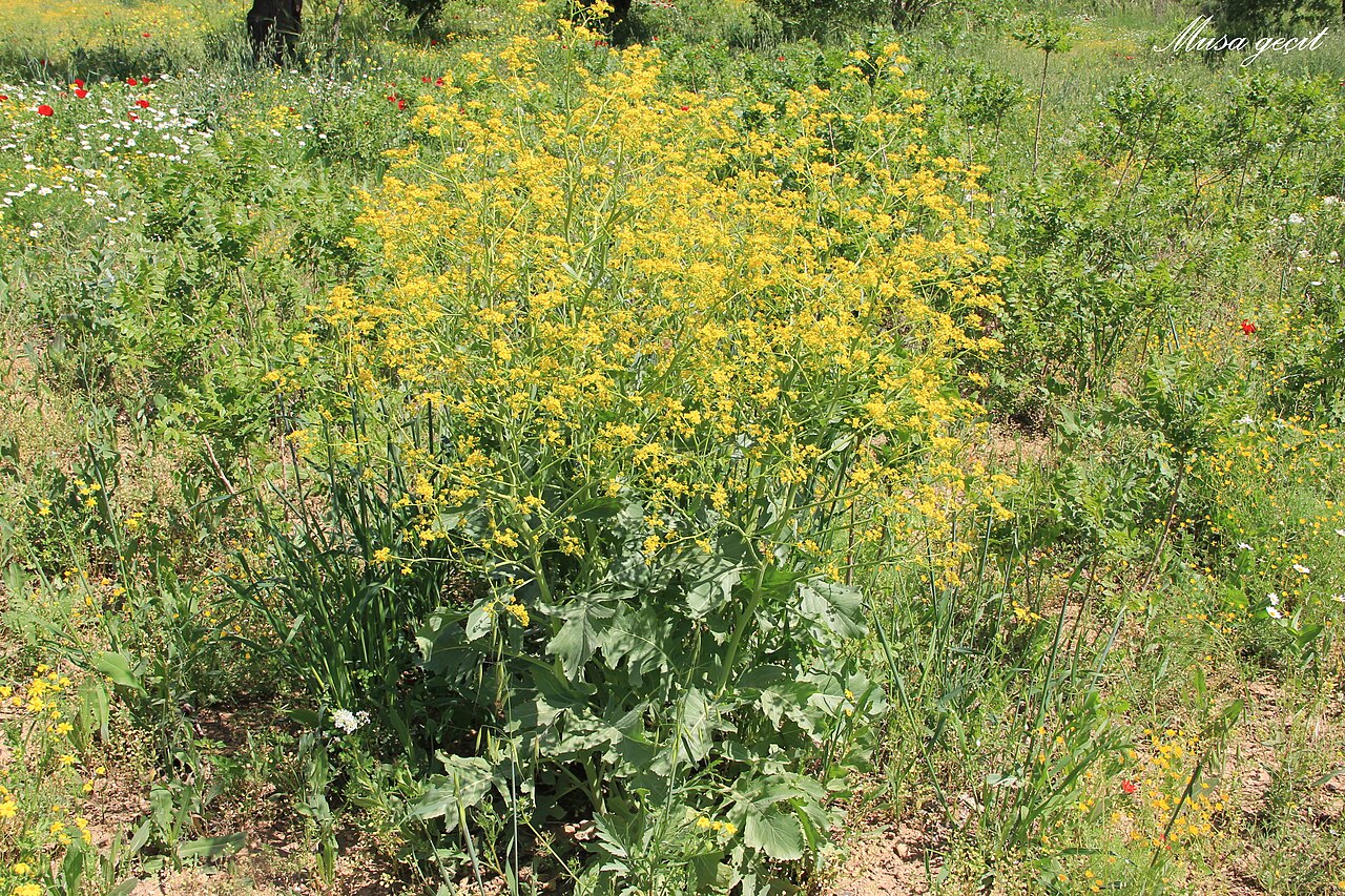 Crambe koktebelica: Yer:Mardin/ Crambe orientalis L. var. sulfurea