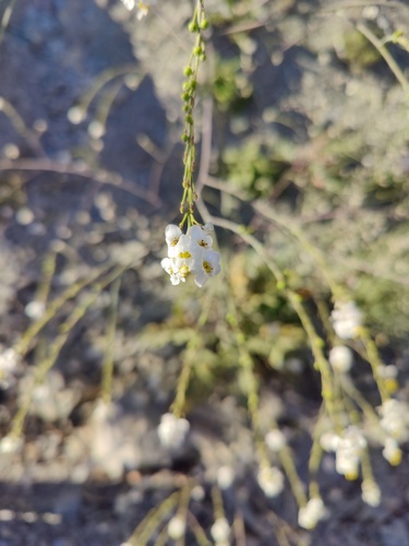Crambe koktebelica (Crambe koktebelica)