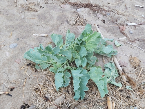 Sea kale (Crambe maritima)