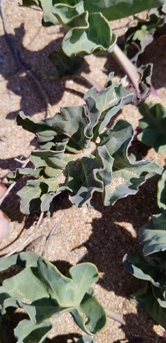 Sea kale (Crambe maritima)