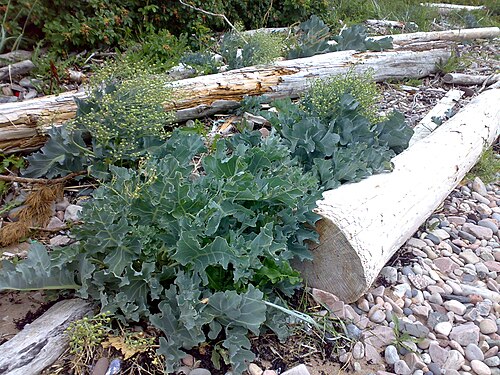 Sea kale: Crambe maritima in Sandbukta, Hurum, Norway