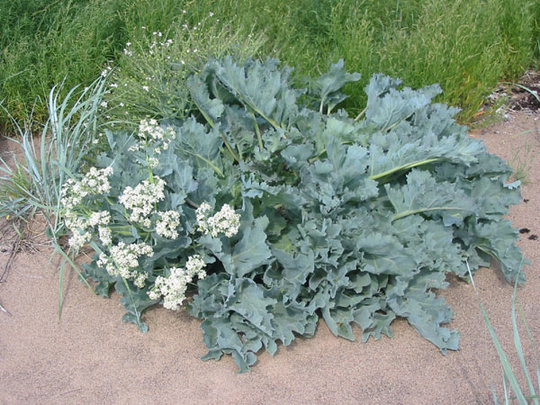 Sea kale: Crambe maritima.