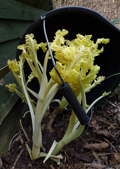 Sea kale: Blanched Crambe Maritima ready for harvest and culinary use.