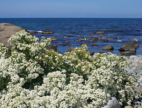 Sea kale: Sea-kale - Strandkål - Crambe maritima