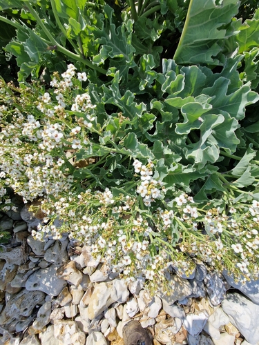 Sea kale (Crambe maritima)