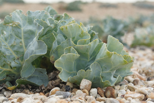 Sea kale (Crambe maritima)