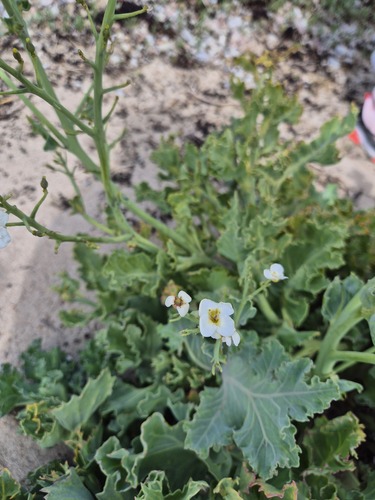 Sea kale (Crambe maritima)