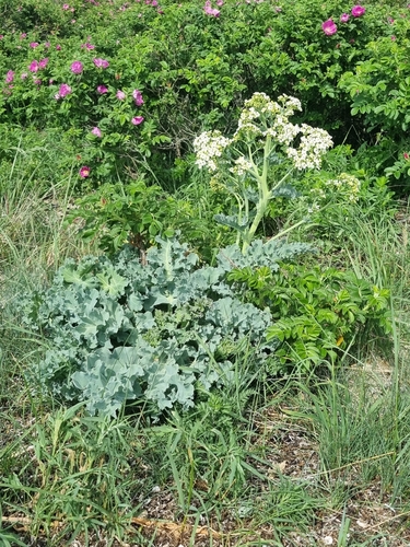 Sea kale (Crambe maritima)