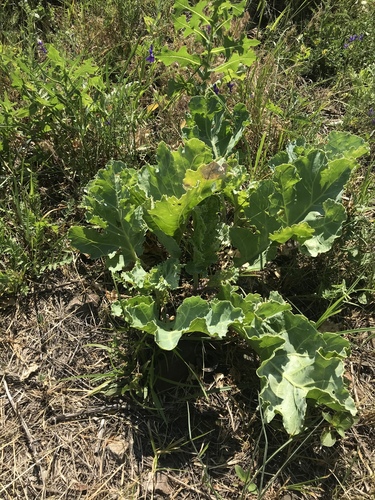 Sea kale (Crambe maritima)