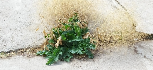 Crambe orientalis (Crambe orientalis)