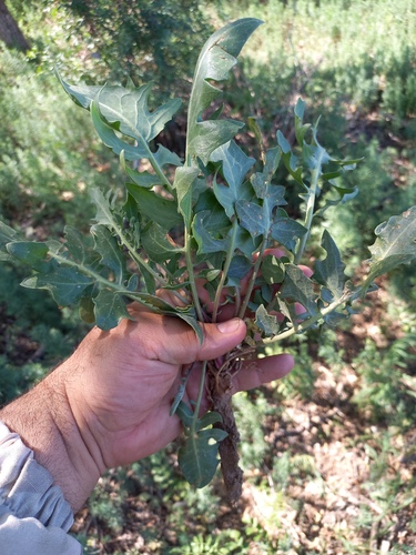 Crambe orientalis (Crambe orientalis)