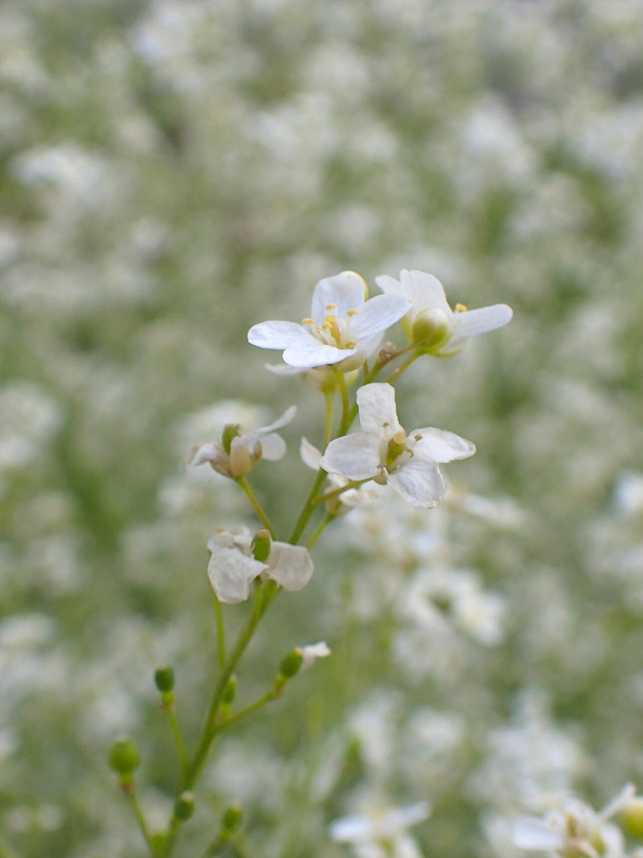 Crambe orientalis: Crambe orientalis in Yerevan, Armenia