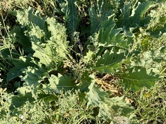 Crambe orientalis (Crambe orientalis)