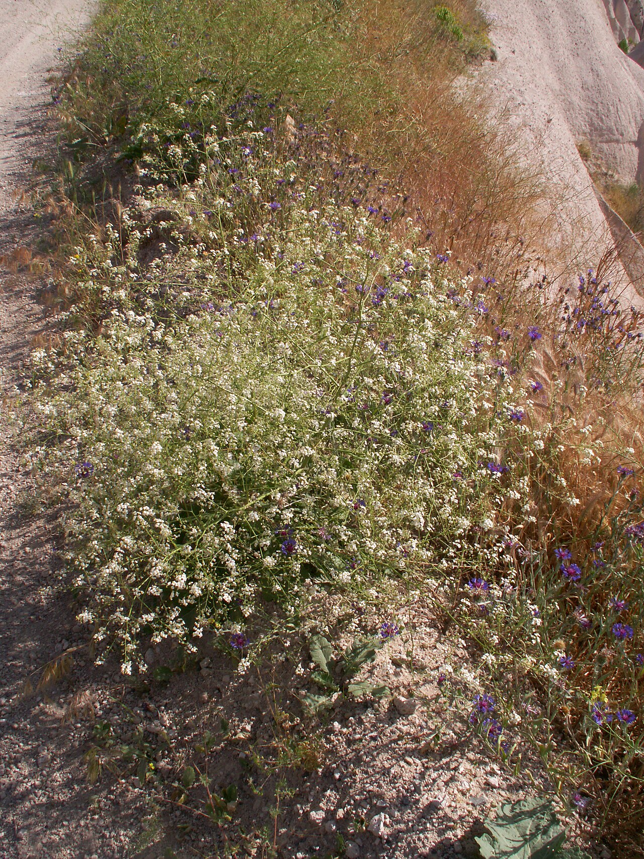 Crambe orientalis: Crambe orientalis , taken in Cappadoce, Turkey