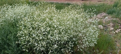 Crambe orientalis (Crambe orientalis)